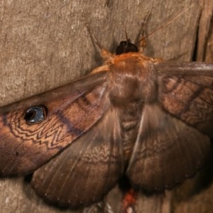 Dasypodia selenophora at Melba, ACT - 19 Nov 2020