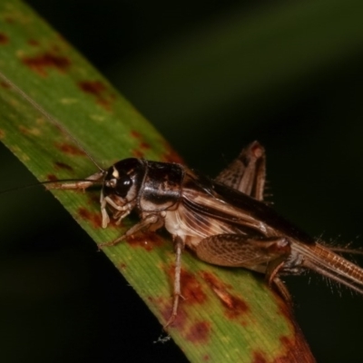 Lepidogryllus sp. (genus) (A cricket) at Melba, ACT - 19 Nov 2020 by kasiaaus