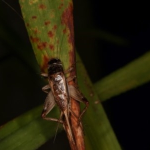 Lepidogryllus sp. (genus) at Melba, ACT - 19 Nov 2020