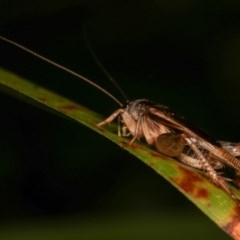 Lepidogryllus sp. (genus) at Melba, ACT - 19 Nov 2020