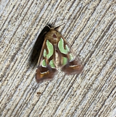 Cosmodes elegans (Green Blotched Moth) at Pialligo, ACT - 20 Dec 2020 by FeralGhostbat