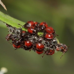 Pentatomidae (family) at Acton, ACT - 18 Dec 2020