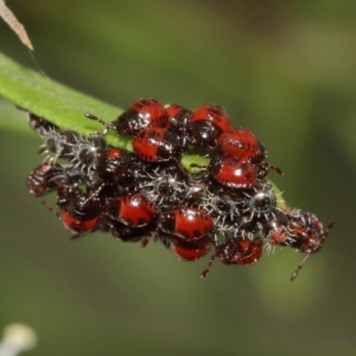 Pentatomidae (family) (Shield or Stink bug) at ANBG - 18 Dec 2020 by TimL