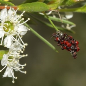 Pentatomidae (family) at Acton, ACT - 18 Dec 2020