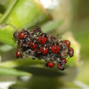 Pentatomidae (family) at Acton, ACT - 18 Dec 2020