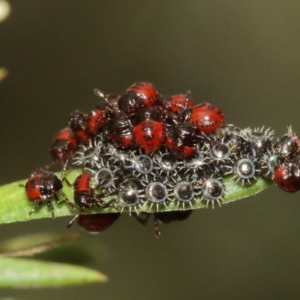 Pentatomidae (family) at Acton, ACT - 18 Dec 2020