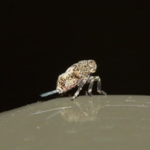 Cicadellidae (family) at ANBG - 18 Dec 2020