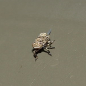 Cicadellidae (family) at ANBG - 18 Dec 2020