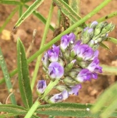 Cullen tenax (Tough Scurf-Pea) at Campbell, ACT - 19 Dec 2020 by JaneR