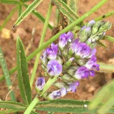 Cullen tenax (Tough Scurf-Pea) at Mount Ainslie - 19 Dec 2020 by JaneR