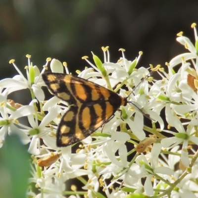 Asura lydia (Lydia Lichen Moth) at Tuggeranong Hill - 20 Dec 2020 by owenh