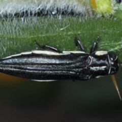 Agrilus hypoleucus (Hypoleucus jewel beetle) at Ainslie, ACT - 16 Dec 2020 by jbromilow50