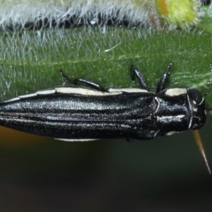 Agrilus hypoleucus at Ainslie, ACT - 16 Dec 2020