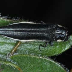 Agrilus hypoleucus at Ainslie, ACT - 16 Dec 2020