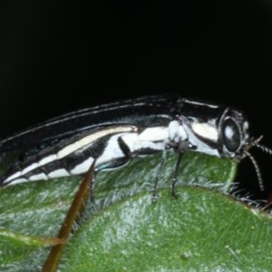 Agrilus hypoleucus at Ainslie, ACT - 16 Dec 2020