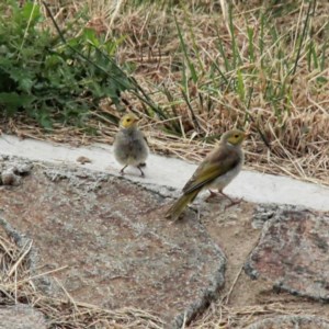 Ptilotula penicillata at Throsby, ACT - 20 Dec 2020