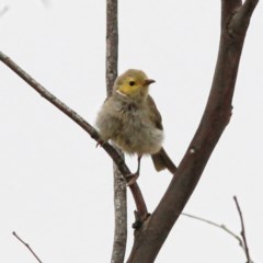 Ptilotula penicillata at Throsby, ACT - 20 Dec 2020