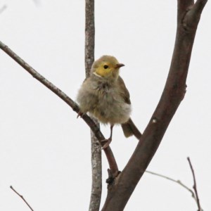 Ptilotula penicillata at Throsby, ACT - 20 Dec 2020