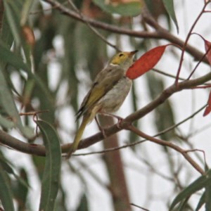 Ptilotula penicillata at Throsby, ACT - 20 Dec 2020