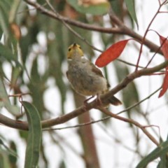 Ptilotula penicillata at Throsby, ACT - 20 Dec 2020