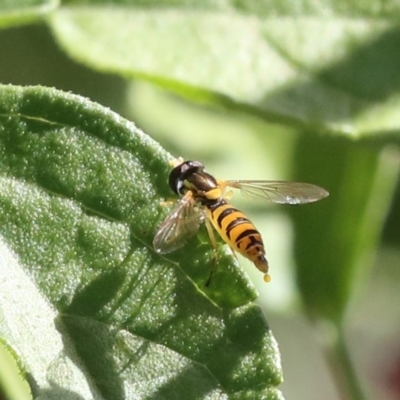 Sphaerophoria sp. (genus) (A hoverfly) at Higgins, ACT - 19 Dec 2020 by AlisonMilton