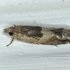 Crocidosema plebejana (Cotton Tipworm Moth) at Ainslie, ACT - 16 Dec 2020 by jbromilow50