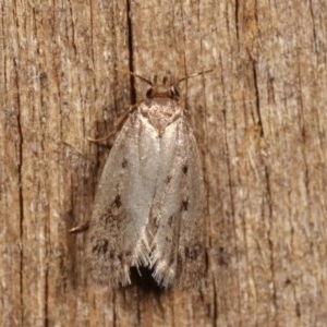 Oecophoridae (family) at Melba, ACT - 19 Nov 2020