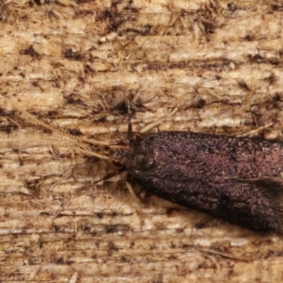 Lecithocera terrigena (Lecithocera terrigena) at Melba, ACT - 19 Nov 2020 by kasiaaus