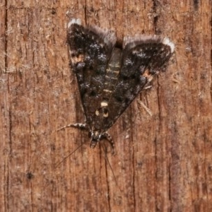 Heliothela ophideresana at Melba, ACT - 19 Nov 2020