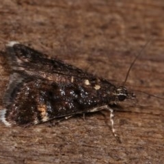 Heliothela ophideresana at Melba, ACT - 19 Nov 2020