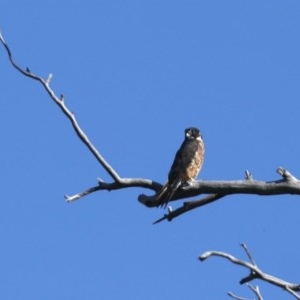 Falco longipennis at Majura, ACT - suppressed