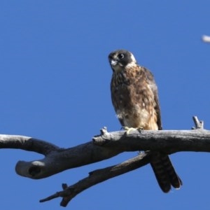 Falco longipennis at Majura, ACT - suppressed