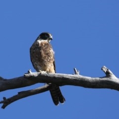 Falco longipennis at Majura, ACT - suppressed