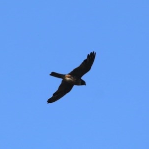 Falco longipennis at Majura, ACT - suppressed