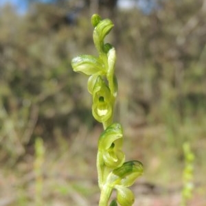 Hymenochilus muticus at Conder, ACT - suppressed