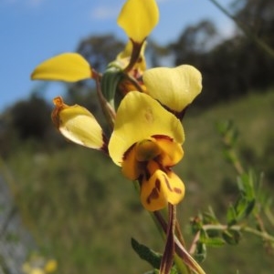 Diuris sulphurea at Conder, ACT - 3 Nov 2020