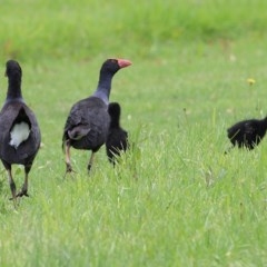 Porphyrio melanotus (Australasian Swamphen) at Pambula, NSW - 19 Dec 2020 by KylieWaldon