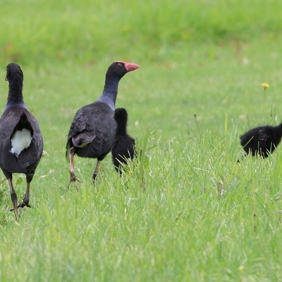 Porphyrio melanotus (Australasian Swamphen) at Pambula, NSW - 19 Dec 2020 by KylieWaldon