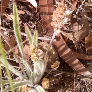 Plantago hispida at Downer, ACT - 20 Dec 2020