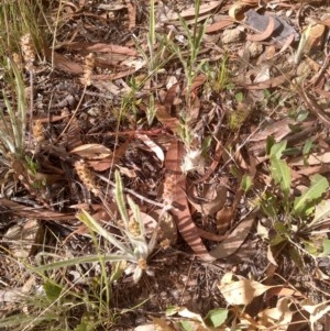 Plantago hispida at Downer, ACT - 20 Dec 2020