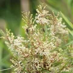 Lomatia myricoides (River Lomatia) at Pambula, NSW - 19 Dec 2020 by Kyliegw