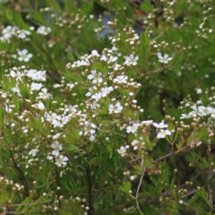 Sannantha pluriflora (Twiggy Heath Myrtle, Tall Baeckea) at Pambula, NSW - 20 Dec 2020 by KylieWaldon