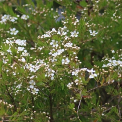 Sannantha pluriflora (Twiggy Heath Myrtle, Tall Baeckea) at Pambula, NSW - 20 Dec 2020 by KylieWaldon