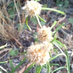 Euchiton involucratus (Star Cudweed) at Downer, ACT - 19 Dec 2020 by abread111