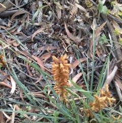 Orobanche minor (Broomrape) at Downer, ACT - 19 Dec 2020 by abread111