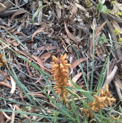 Orobanche minor (Broomrape) at Downer, ACT - 19 Dec 2020 by abread111