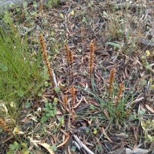 Orobanche minor at Downer, ACT - 20 Dec 2020