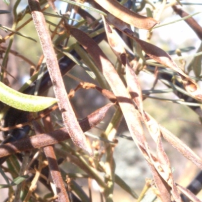 Glycine clandestina (Twining Glycine) at Downer, ACT - 19 Dec 2020 by abread111