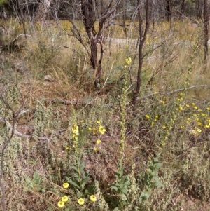 Verbascum virgatum at Downer, ACT - 20 Dec 2020