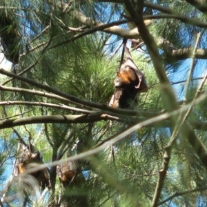 Pteropus scapulatus at Evatt, ACT - 20 Dec 2020